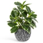 outdoor artificial plants